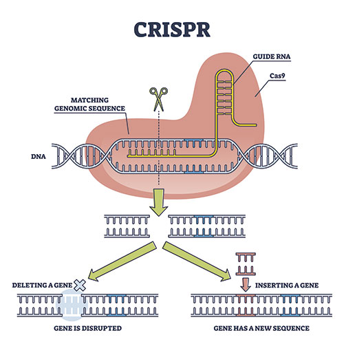 Infografía CRISPR